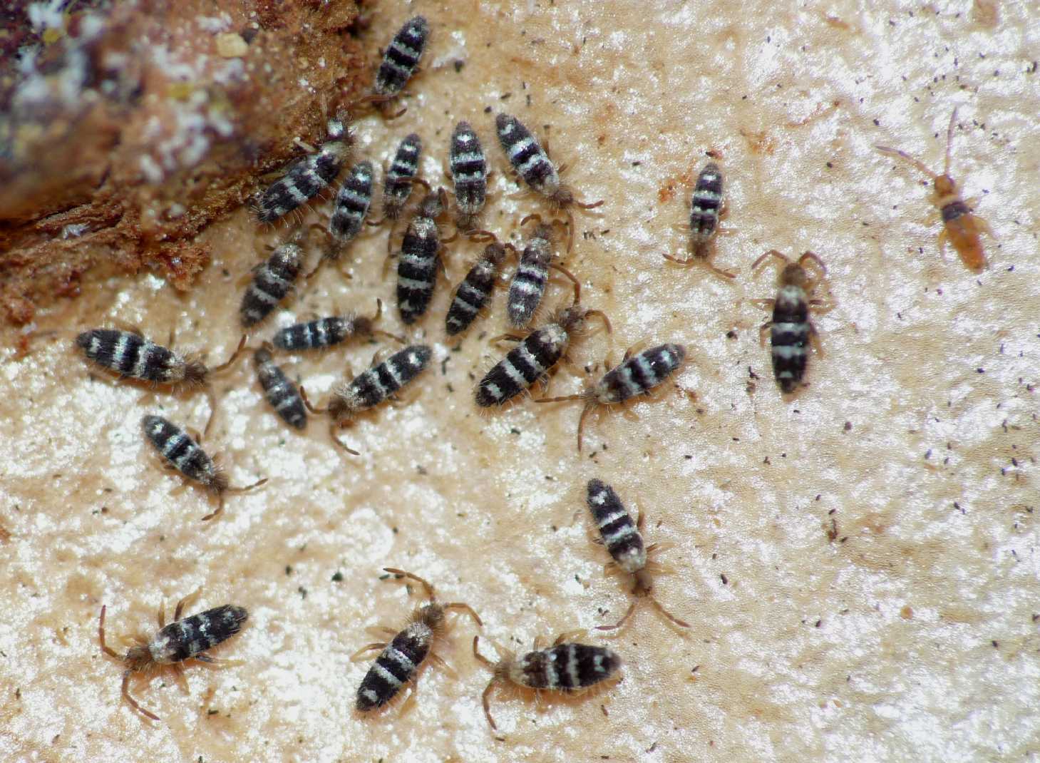 Orchesella cf bifasciata (melanica)